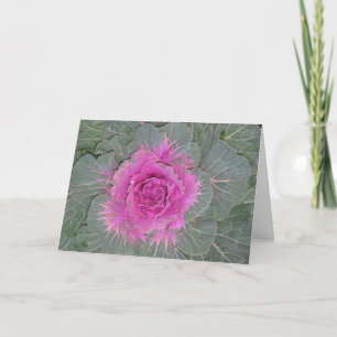 Chou décoratif, Carte pliée Brassica Oleracea