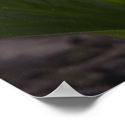 Chou Skunk - Impression Art (Coin)