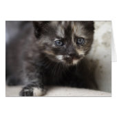 Chou Tortoiseshell (Devant horizontal)