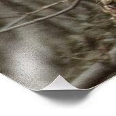 Chouette à cornes - Photographie de la faune (Coin)