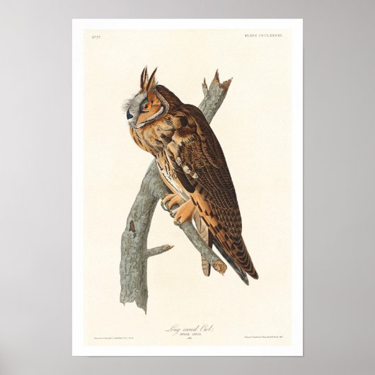 Chouette à oreilles par Audubon Poster (Devant)