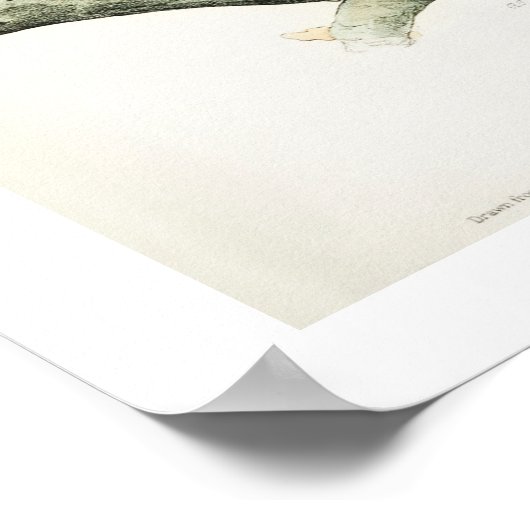 Chouette barrée par Audubon Poster (Coin)