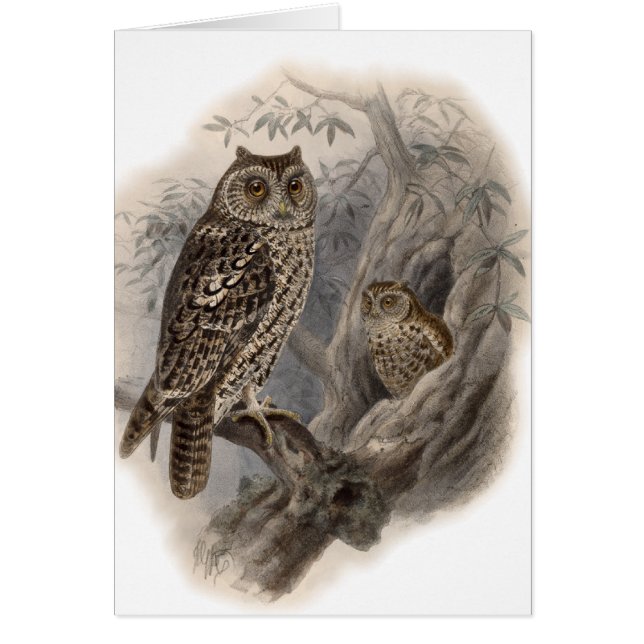 Chouette Brown (Devant)