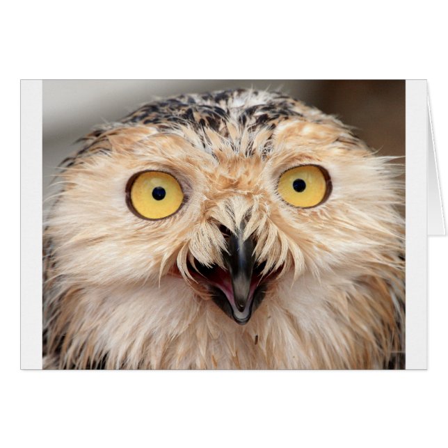 Chouette des neiges (Devant horizontal)