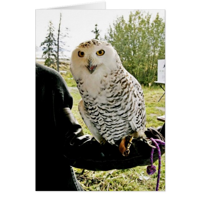 Chouette des neiges (Devant)