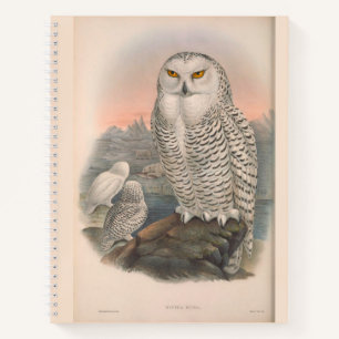 Chouette des neiges et faucon livre de croquis à c
