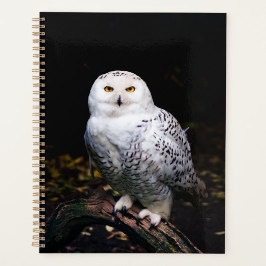 Chouette hivernale majestueuse (Devant)