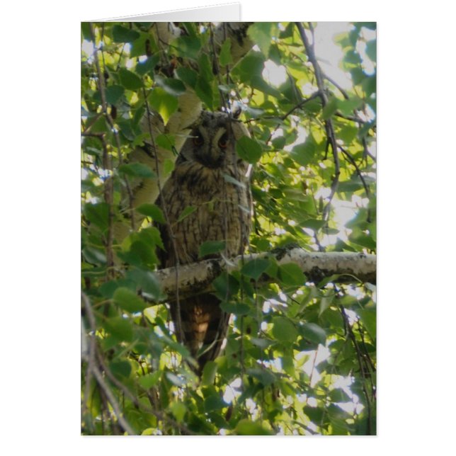 Chouette longue oreille dans l'arbre - asio otus (Devant)