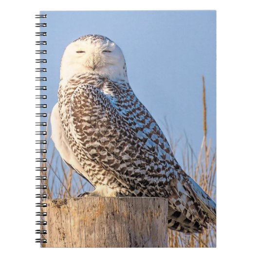 Chouette neige - carnet (Devant)