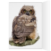 Chouette Sur Une Branche De Pin (Intérieur (Gauche))