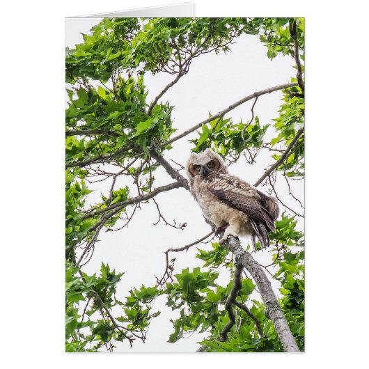 Chouette Sur Une Branche D'Érable (Devant)