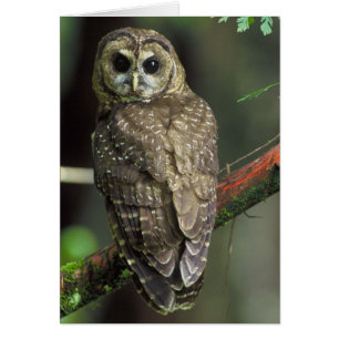 Chouette tachetée du Nord - Strix occidentalis cau