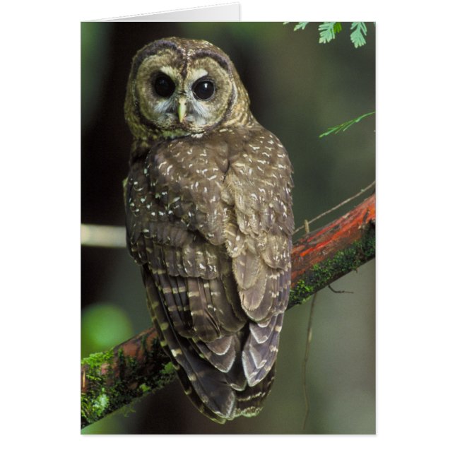 Chouette tachetée du Nord - Strix occidentalis cau (Devant)