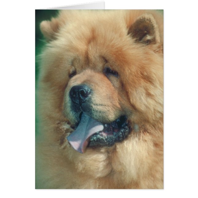 Chow Chow (Voorkant)