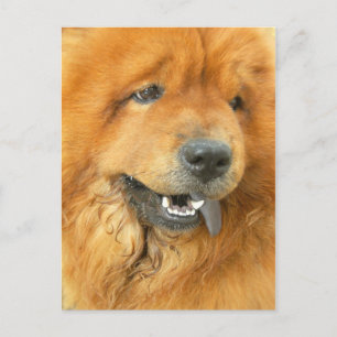 Chow Chow Briefkaart