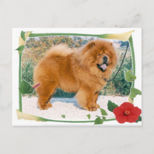 Chow-Chow Briefkaart
