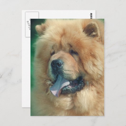 Chow Chow Briefkaart (Voorkant / Achterkant)