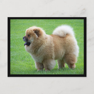 Chow Chow Chien Chien Chien Vierge Carte postale d