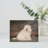 Chow Chow Chien Chien Chien Vierge Carte postale d (Debout devant)