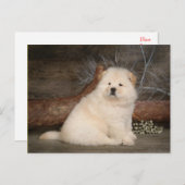 Chow Chow Chien Chien Chien Vierge Carte postale d (Devant / Derrière)