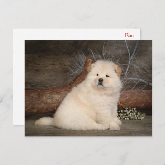 Chow Chow Chien Chien Chien Vierge Carte postale d (Devant / Derrière)