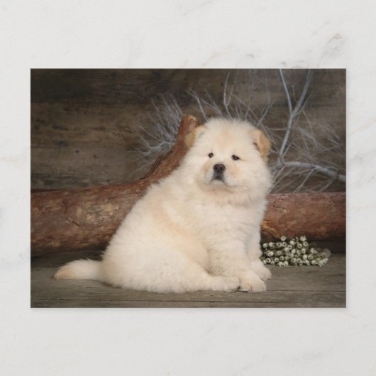 Chow Chow Chien Chien Chien Vierge Carte postale d (Devant)