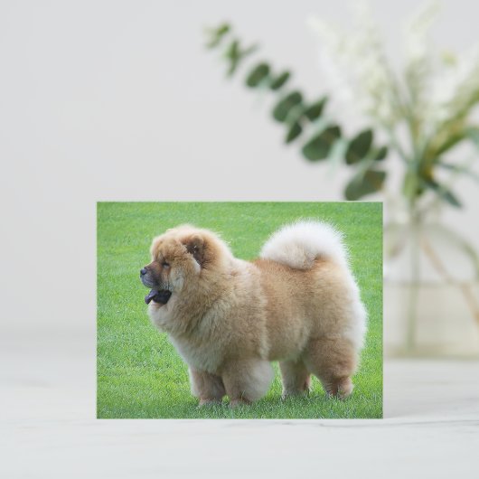 Chow Chow Chien Chien Chien Vierge Carte postale d (Debout devant)