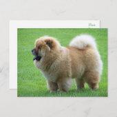 Chow Chow Chien Chien Chien Vierge Carte postale d (Devant / Derrière)