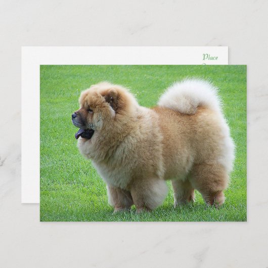 Chow Chow Chien Chien Chien Vierge Carte postale d (Devant / Derrière)