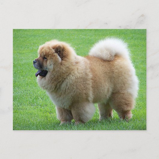 Chow Chow Chien Chien Chien Vierge Carte postale d (Devant)
