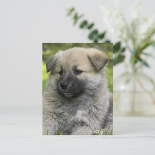Chow Chow Dog Briefkaart (Staand voorkant)