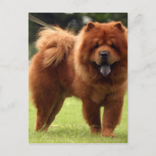 Chow Chow Dog Poses Briefkaart