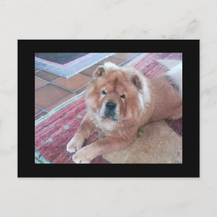 Chow Chow Dog Post Card Briefkaart