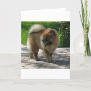 chow-chow hoogtepunt kaart