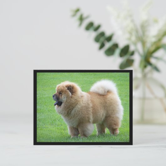 Chow Chow Puppy Dog Blank Greeting Post Kaart (Staand voorkant)