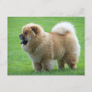 Chow Chow Puppy Dog Blank Greeting Post Kaart