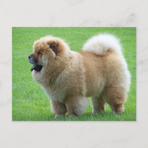 Chow Chow Puppy Dog - Hallo, liefde, denken aan jo Briefkaart