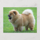 Chow Chow Puppy Dog - Hallo, liefde, denken aan jo Briefkaart (Voorkant)