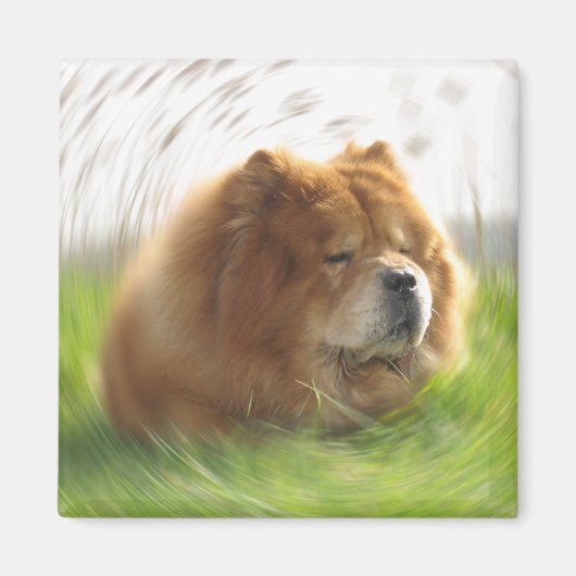 Chow-Chow Urlaub Magneet (Voorkant)