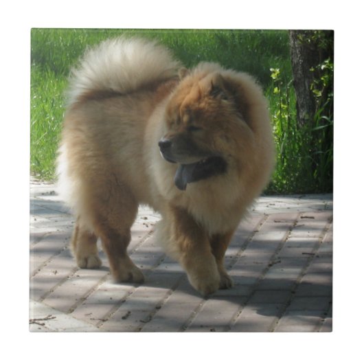 chow-chow vol tegeltje (Voorkant)