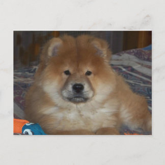 Chow Puppy Briefkaart