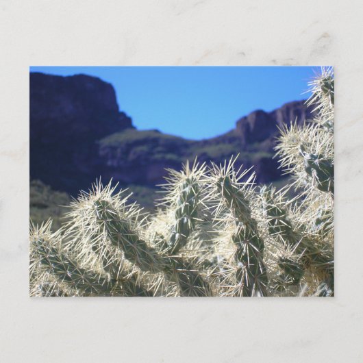 Choya Cactus - Carte postale Arizona (Devant)
