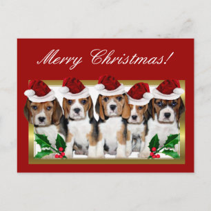 Christmas Beagle puppies postcard Feestdagenkaart