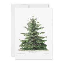 Christmas Botanical Pine Tree Wenskaart