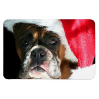 Christmas Boxer hond