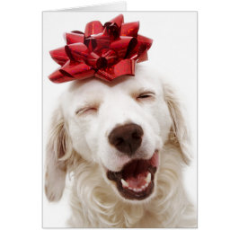 CHRISTMAS CARD WHITE RETRIEVEN MET RODE BOW