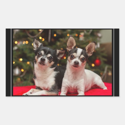 Christmas Chihuahua's Rechthoekige Sticker (Voorkant)