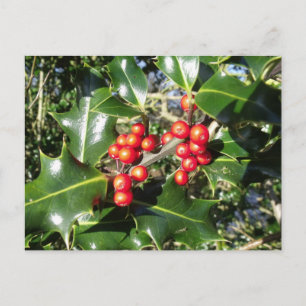 Christmas Holly Berries On Holly Tree Feestdagenkaart