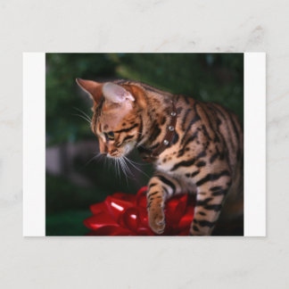 Christmas Kitty Photo (Domestic Bengal Cat) Feestdagenkaart