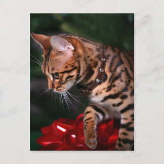Christmas Kitty Photo (Domestic Bengal Cat) Feestdagenkaart
